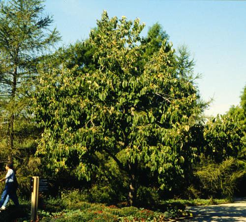 Diospyros virginiana Diospyros virginiana Common Persimmon Plant Database University