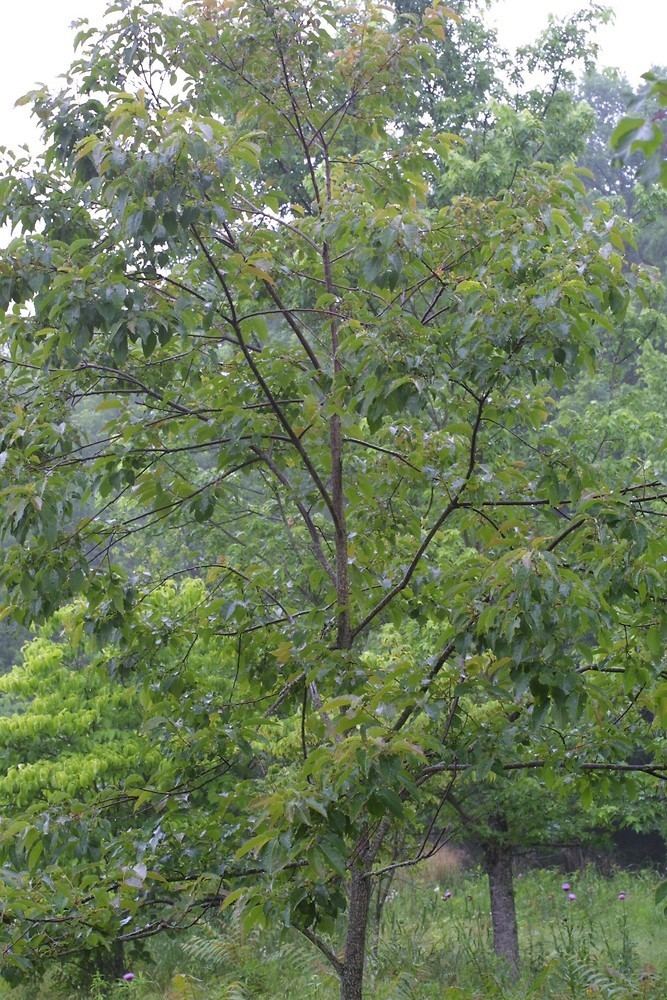 Diospyros virginiana Diospyros virginiana common persimmon Go Botany