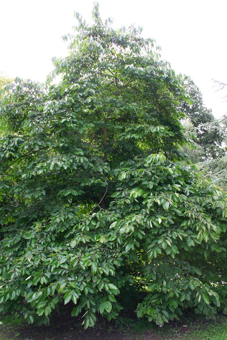 Diospyros virginiana HorseDVM Toxic Plants for Horses Persimmon