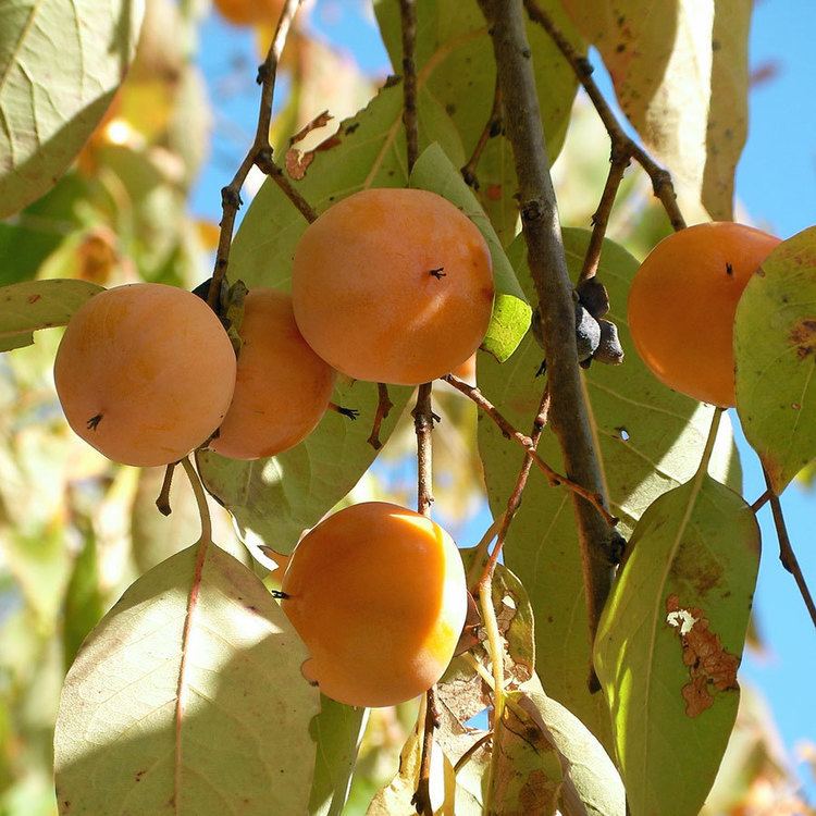 Diospyros virginiana Australian Seed DIOSPYROS virginiana