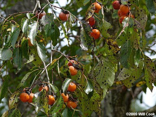 Diospyros virginiana wwwcarolinanaturecomtreesdivi1220088jpg