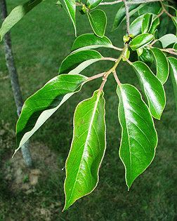 Diospyros virginiana Diospyros virginiana Fact Sheet