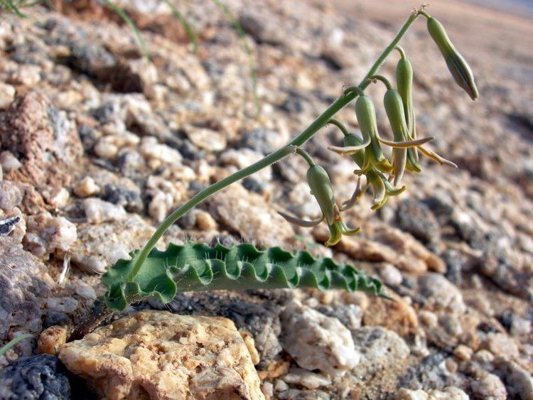 Dipcadi Photo Guide to Plants of Southern Africa