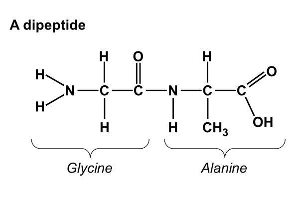 dipeptide-alchetron-the-free-social-encyclopedia
