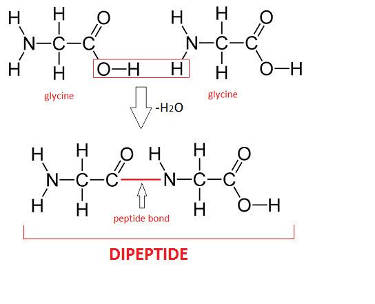 Dipeptide studycomcimagesmultimages16dehydrationsynthe