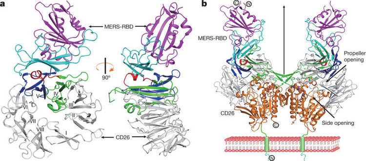 Dipeptidyl peptidase-4 The complex structure of MERSCoV RBD bound to CD26 Molecular
