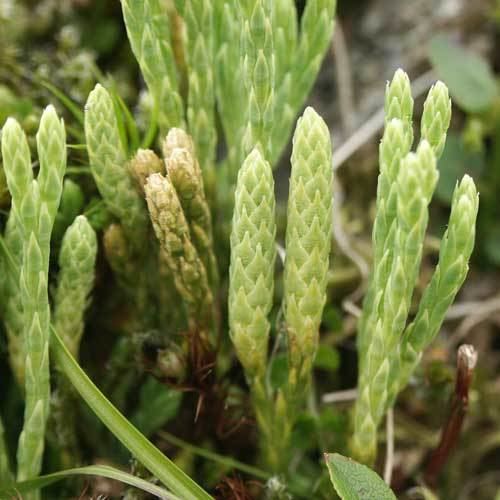 Diphasiastrum alpinum Ferns in Britain and Ireland Diphasiastrum alpinum Alpine Clubmoss