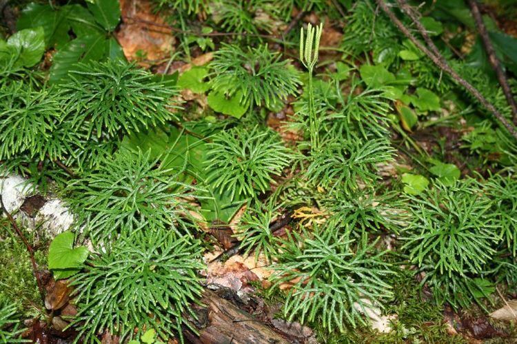 Diphasiastrum complanatum Diphasiastrum complanatum Lycopodiaceae image 33389 at