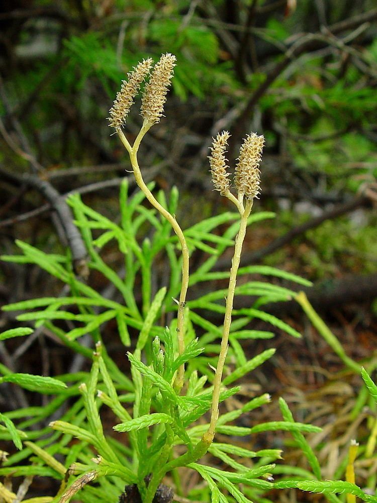 Diphasiastrum complanatum Diphasiastrum complanatum northern groundcedar Go Botany