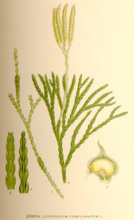 Diphasiastrum complanatum Diphasiastrum Wikipedia