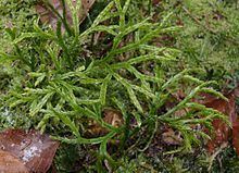 Diphasiastrum complanatum Diphasiastrum complanatum Wikipedia