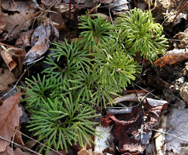 Diphasiastrum digitatum Plants North Carolina Native Plant Society