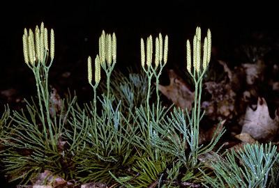 Diphasiastrum tristachyum Diphasiastrum tristachyum Michigan Flora