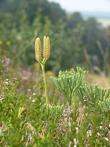 Diphasiastrum tristachyum Diphasiastrum tristachyum Wikipedia