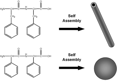 Diphenylalanine Selfassembled peptide nanostructures the design of molecular