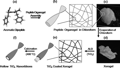 Diphenylalanine Highly entangled hollow TiO 2 nanoribbons templating diphenylalanine