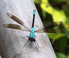 Diphlebiidae httpsuploadwikimediaorgwikipediacommonsthu