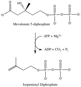 Diphosphomevalonate decarboxylase