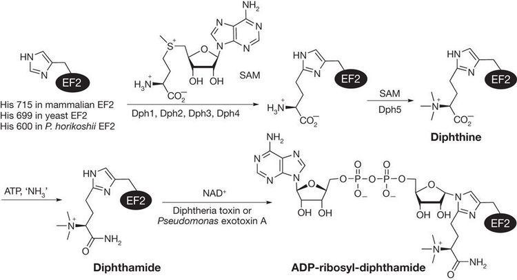 Diphthamide The structure of diphthamide and its proposed biosynthesis pathway