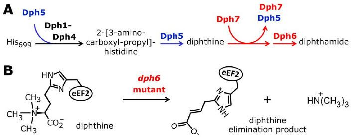 Diphthamide Model for the diphthamide pathway incorporating the proposed
