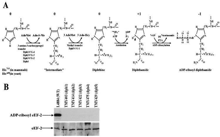 Diphthamide Identification of the Proteins Required for Biosynthesis of