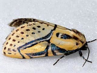 Diphthera festiva Diphthera festiva Hieroglyphic Moth Discover Life