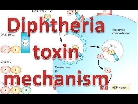 Diagram of Diphtheria Toxin Mechanism