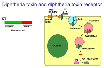 The transgenic expression of a diphtheria toxin receptor (DTR) in mouse cells and application of diphtheria toxin (DT).