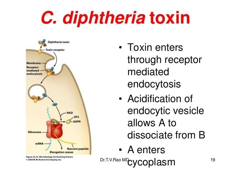 Presentation of the Diphtheria toxin