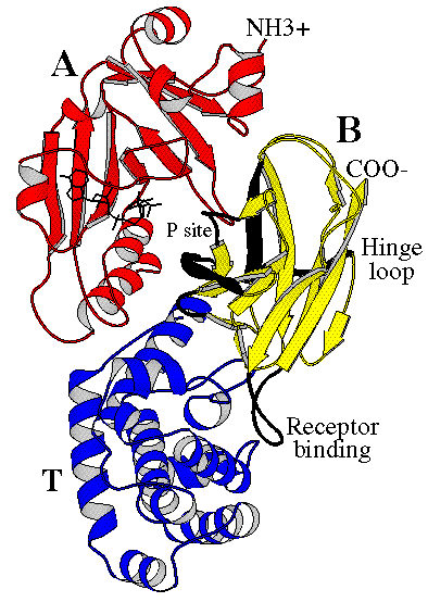 Diagram of Corynebacterium diphtheriae toxin