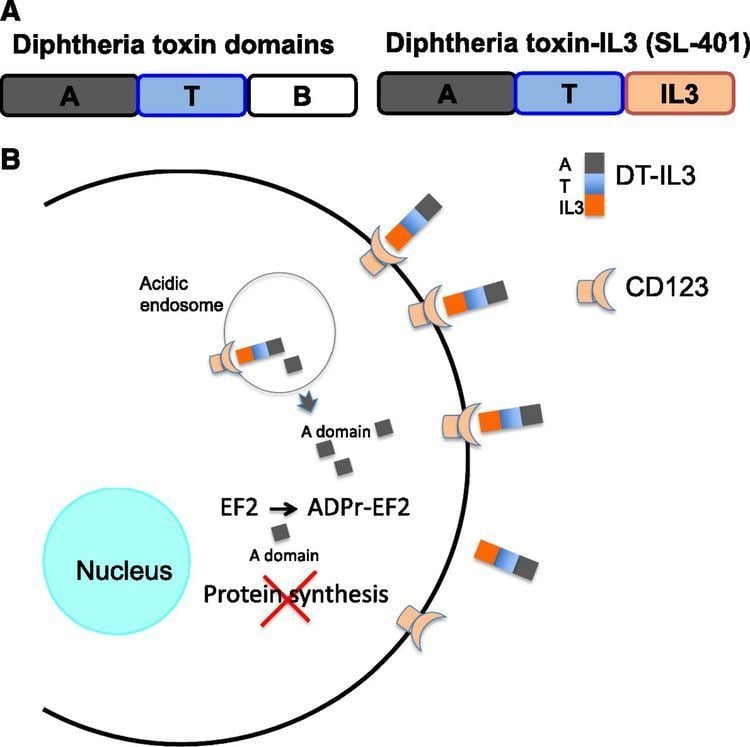 Illustration of the Diphtheria Toxin Mechanism