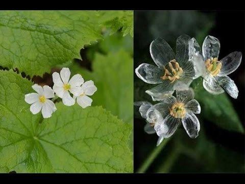 Diphylleia Beautiful Skeleton Flower Turns Transparent When It Rains