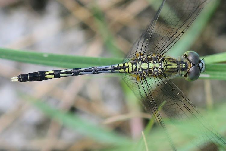 Diplacodes Dragonflies amp damselflies of Thailand 68 Diplacodes trivialis
