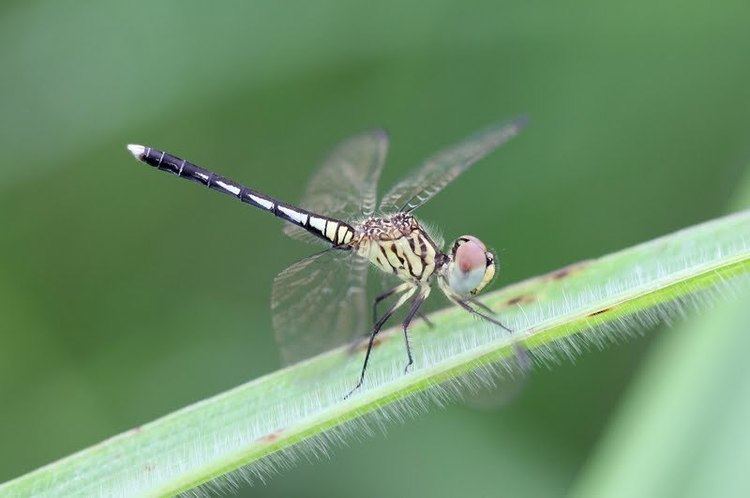 Diplacodes Dragonflies amp damselflies of Thailand 69 Diplacodes nebulosa