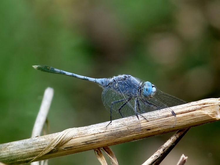 Diplacodes trivialis FileDiplacodes trivialis male by kadavoorjpg Wikimedia Commons