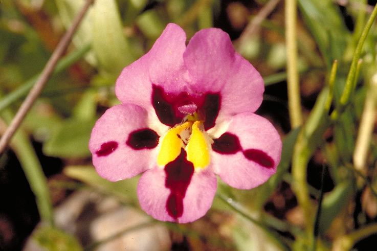 Diplacus tricolor httpswwwfsfeduswildflowersregionsPacific