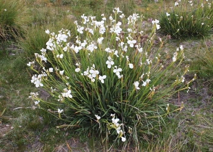 Diplarrena Tasmanian Alpine Plants Iridaceae