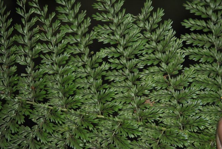 Diplazium Diplazium ferulaceum Ferns and Lycophytes of the World