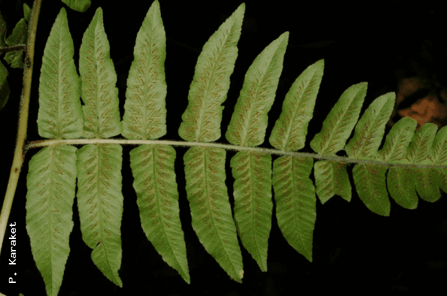 Diplazium esculentum Ferns of Thailand Laos and Cambodia gt Diplazium esculentum