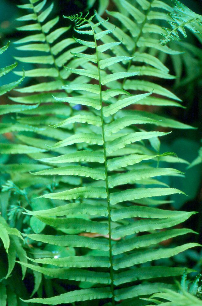 Diplazium pycnocarpon Diplazium pycnocarpon narrowleaved glade fern Go Botany