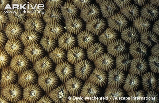 Diploastrea heliopora Honeycomb coral photo Diploastrea heliopora G64137 ARKive