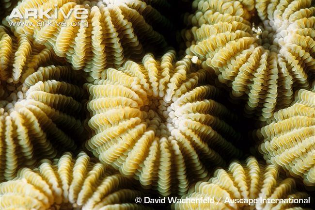 Diploastrea heliopora Honeycomb coral photo Diploastrea heliopora G64021 ARKive