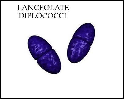 Diplococcus Morphology of bacterial cells