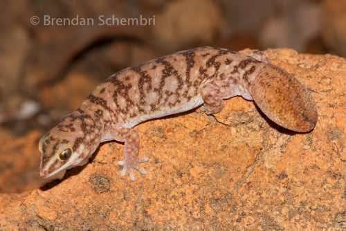 Diplodactylus Northern fattailed gecko Diplodactylus hillii at the Australian