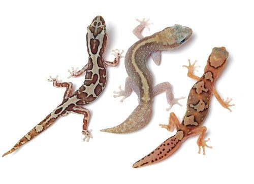 Diplodactylus Diplodactylus Geckos of Australia