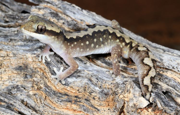Diplodactylus vittatus FileEastern Stone Gecko Diplodactylus vittatus 9391192588jpg