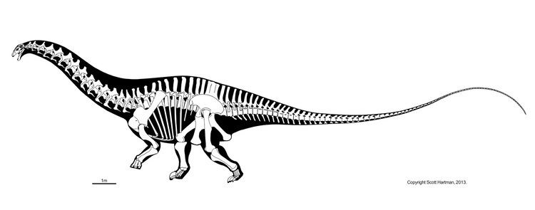 Diplodocid Massive changes incoming to diplodocid sauropod stance Skeletal