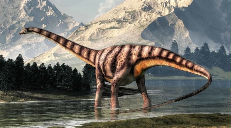 On a land with a river,trees and rocky mountains at the back, Diplodocus is walking into the river facing to his right and has very large, long-necked, four legged animal, with long, whip-like tails. The forelimbs were slightly shorter than the hind limbs and had a brown body with a dark-brown striped pattern from head to tail.
