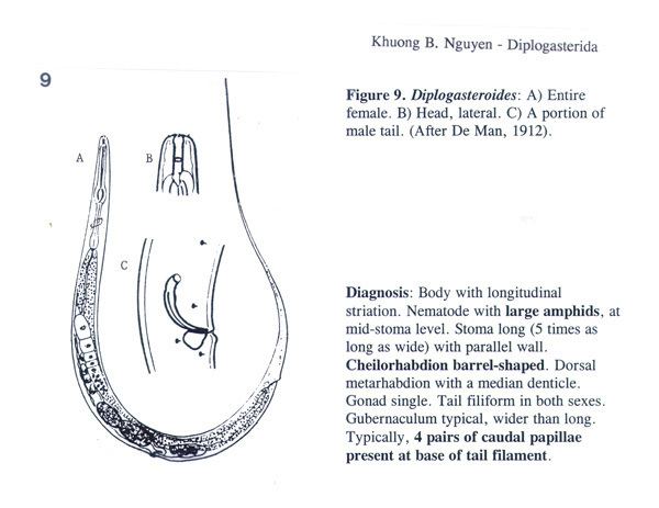 Diplogasterida entnemifasufledunguyenmorphgasterfigure9jpg