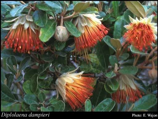 Diplolaena Diplolaena dampieri Desf FloraBase Flora of Western Australia